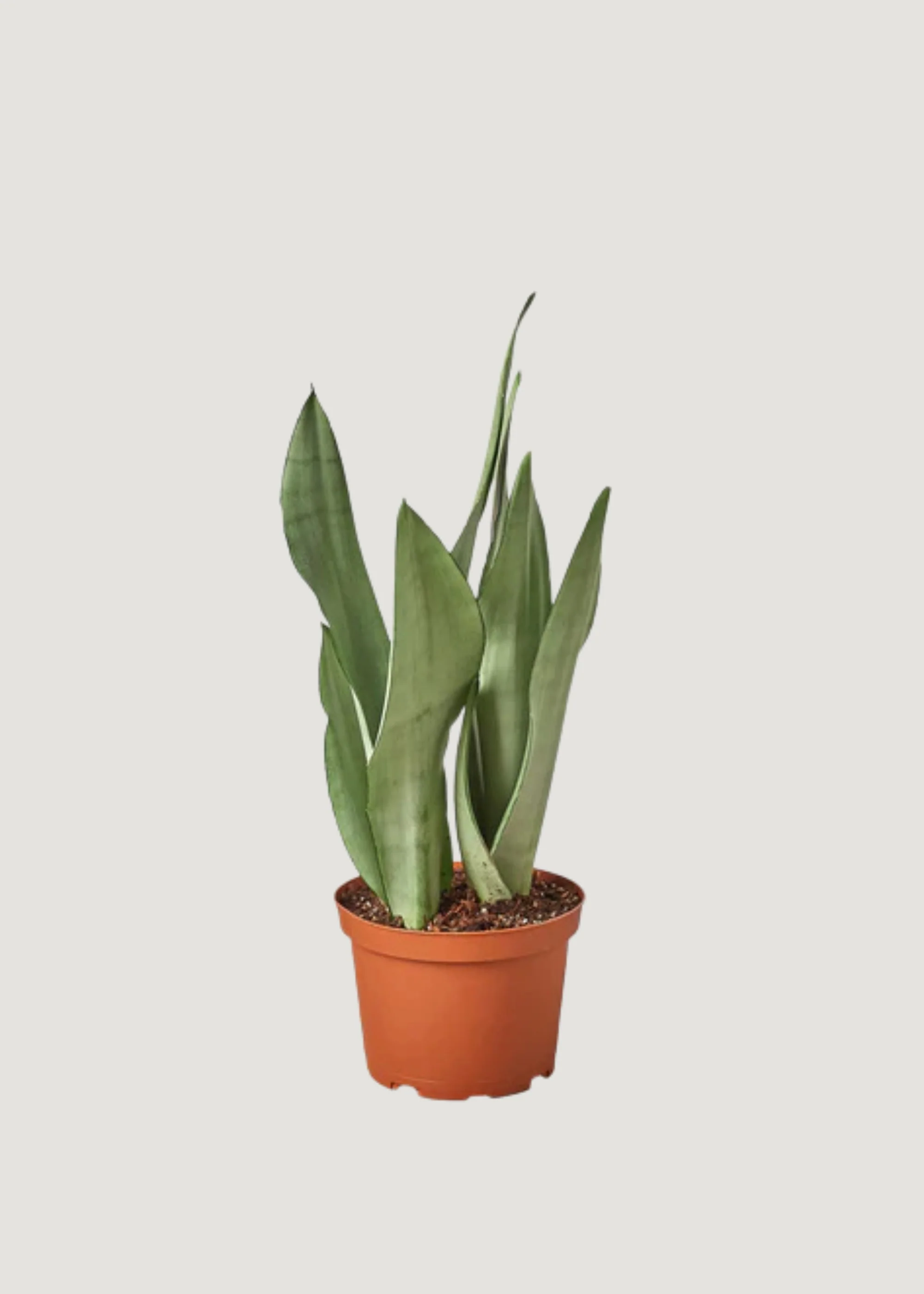 Live Houseplants